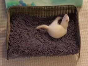 The stretcher