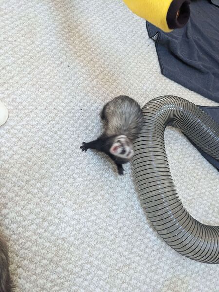 File:Maisy-doing-an-evil.jpg
