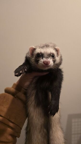 File:Flat head maisy.jpg