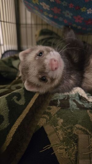 Milo-says-hello.jpg