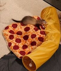 Pizza toob