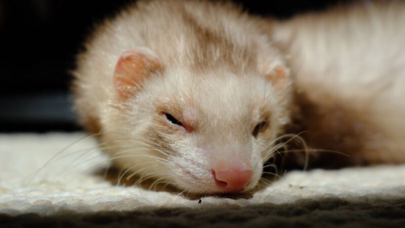 File:Henry sleepy 2.jpg