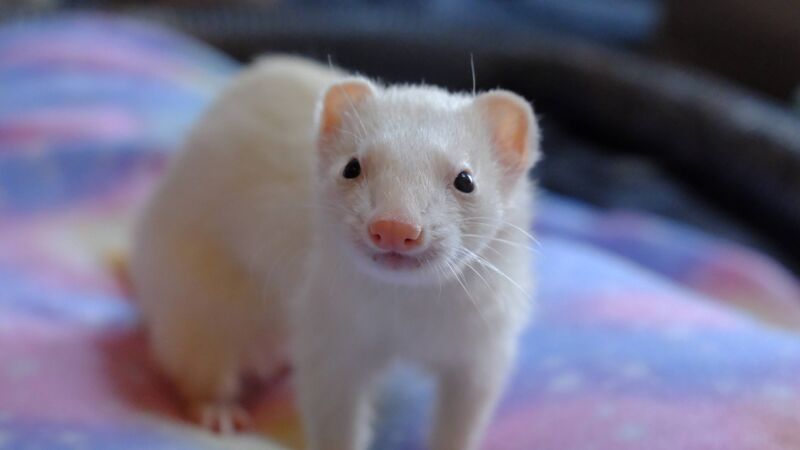 File:Mouse photogenic.jpg