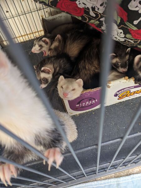 File:Genpop-snuggle-time.jpg