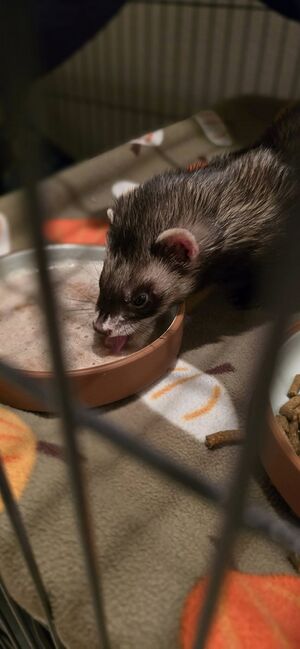 Mishka soup.jpg