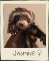 Thumbnail for version as of 07:50, 5 August 2025