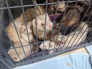 Babies-demanding-attention-2.jpg