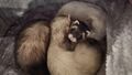 Jasmine cuddling with Luna and Peanut 2