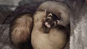 Jasmine-cuddle.jpg