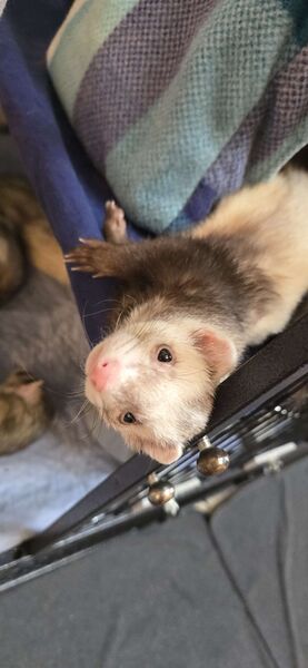 File:Beans sneaking into genpop.jpg