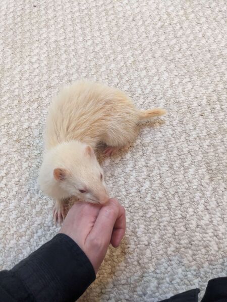 File:Kitty-doing-a-sniffah.jpg