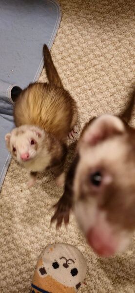 File:Vincent ponders leap.jpeg