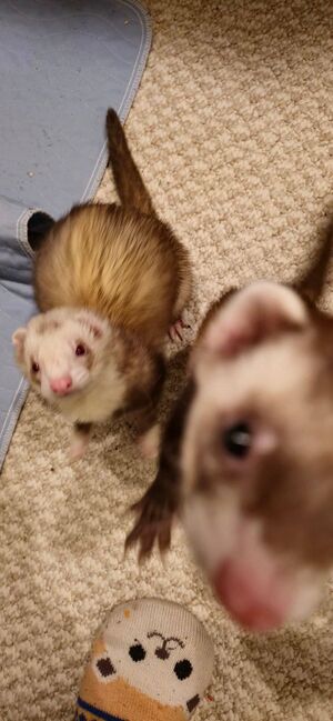 Vincent ponders leap.jpeg