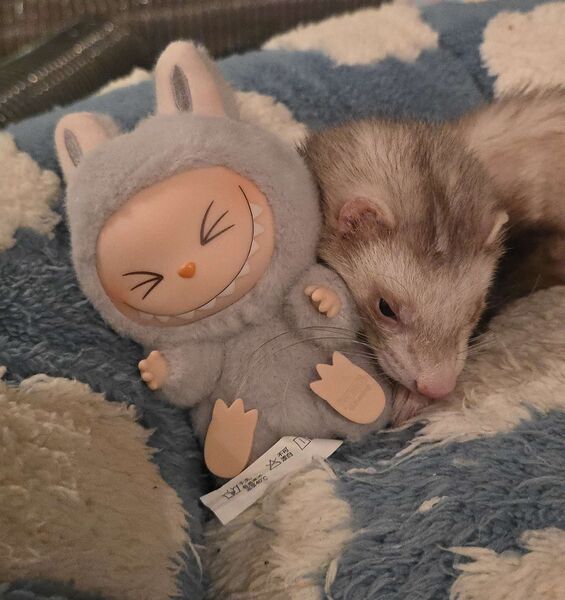 File:Sleepy henry.jpg
