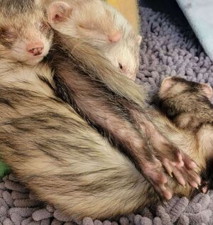 Eddie-tail.jpg