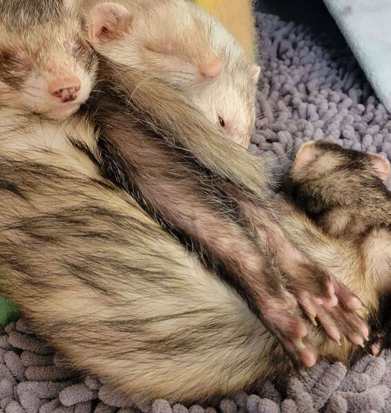 File:Eddie-tail.jpg
