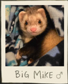 Thumbnail for version as of 14:21, 29 May 2025