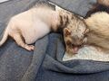Sleepy fig