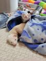 Mocha and Rusty in blanky