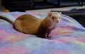 Chili being fabulous