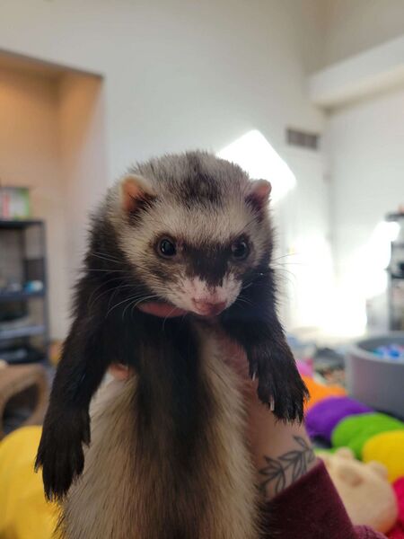 File:Maisy hold.jpg