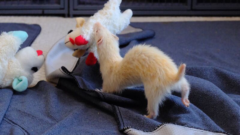 File:So much kitty murder against toys.jpg
