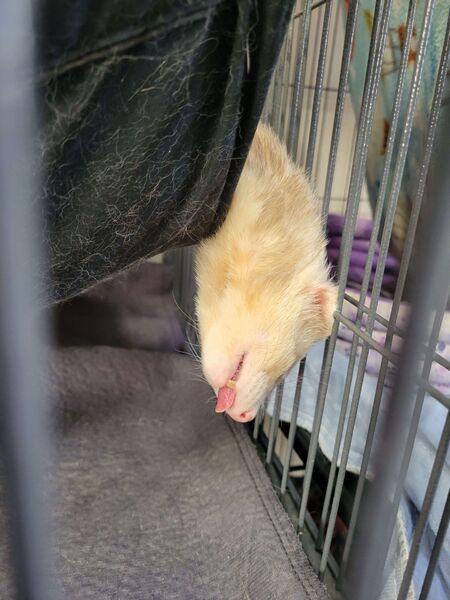 File:Chili sleep blep.jpg