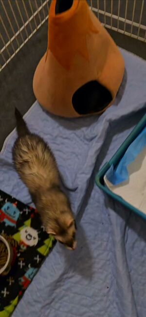 Maisy quarantine.jpg