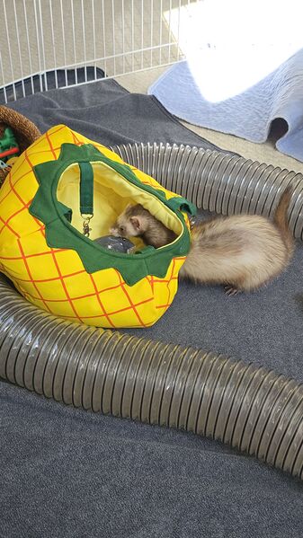 File:Roxy-pineapple.jpg