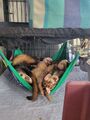 Gen pop snuggling in the hammock