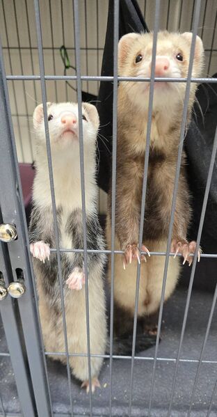 File:Peanut and Beans in Penthouse.jpg