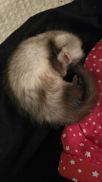 File:Perfect cinnamon roll.jpg
