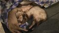 Henry sleep with moxie under blanket