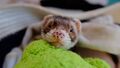 Fig nose