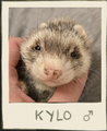 Thumbnail for version as of 23:52, 1 May 2025