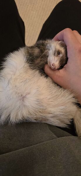 File:Kylo comfy.jpg