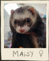 Thumbnail for version as of 00:14, 1 May 2025