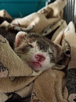 Cheese blep.jpg