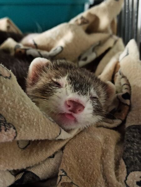 File:Cheese blep.jpg