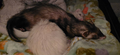 Bagel sleeps on Peanut 2