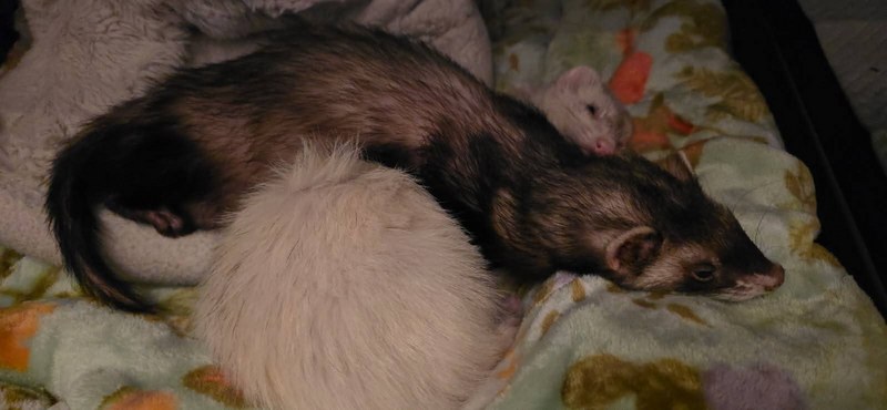 File:Bagel Sleeps On Peanut 2.png