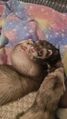 Thumbnail for version as of 07:08, 24 May 2025