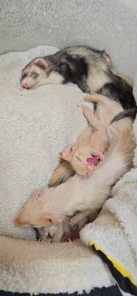 File:Oldies sleeping.jpg