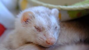 Peanut 2 being cute.jpg