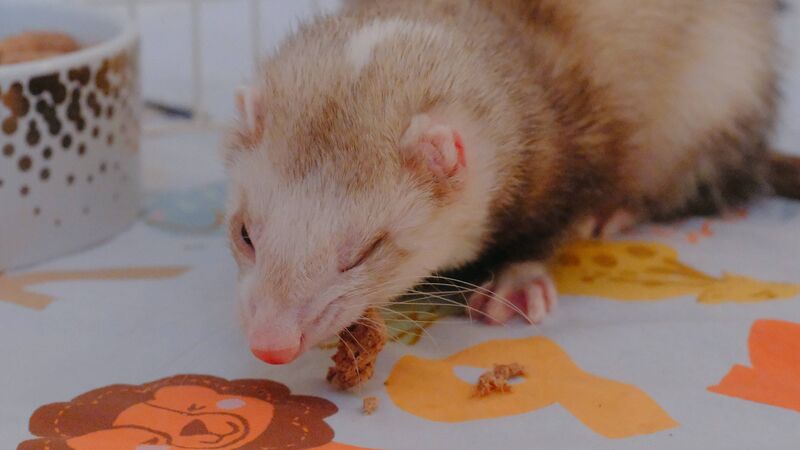 File:Vincent snack 2.jpeg