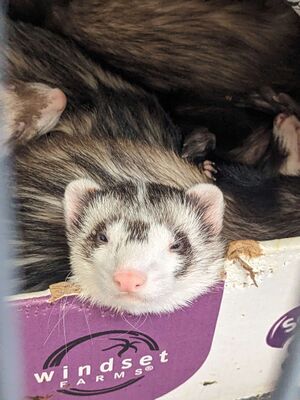 Pickle-sleepy.jpg
