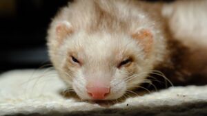 Henry sleepy1.jpg