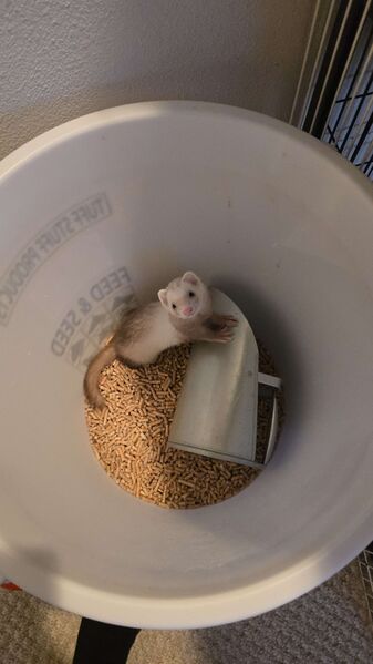 File:Salt the litter goblin.jpeg