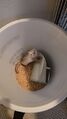 Salts new home, the litter bin
