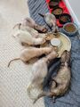 Oldies sooping together